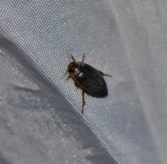 Coptotomus longulus thumbnail 2