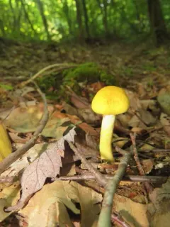 Cortinarius lewisii thumbnail 1