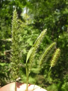 hooked bristle grass thumbnail 3