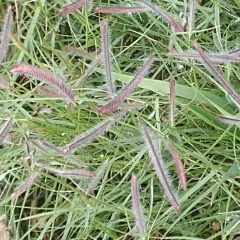 Blue Grama thumbnail 2