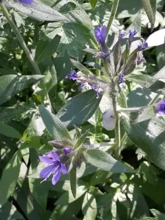 Mount Mazama collomia thumbnail 2