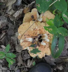 Lactarius psammicola thumbnail 4