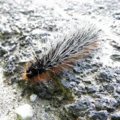 Garden Tiger thumbnail 4