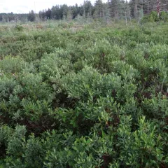 bog myrtle thumbnail 2