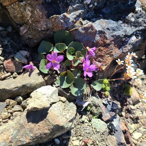 Olympic Violet
