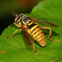 Broad-banded Hornet Fly thumbnail 2