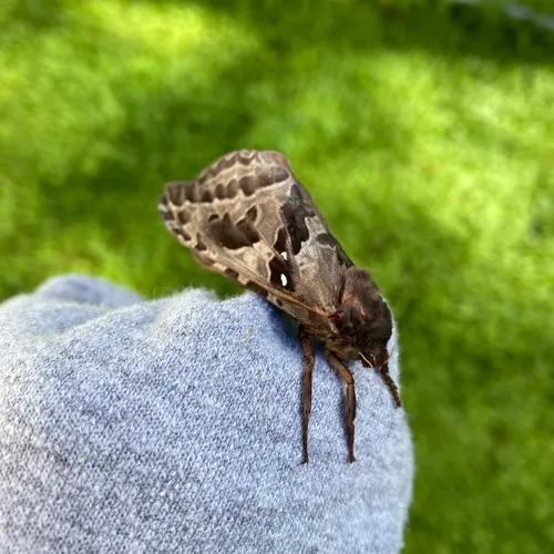 Four-spotted Ghost Moth