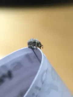Pseudocneorhinus obesus thumbnail 3