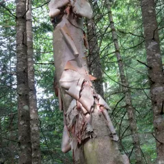 heartleaf paper birch thumbnail 1