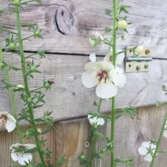 moth mullein thumbnail 3