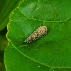 Japanese Leafhopper thumbnail 2