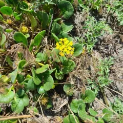 Yellow Sand Verbena thumbnail 3