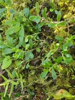 Bearberry Redleaf thumbnail 2