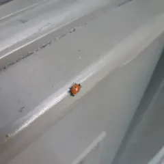 Two-spotted Lady Beetle thumbnail 4
