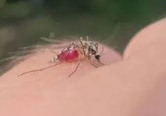 Aedes punctor thumbnail 4