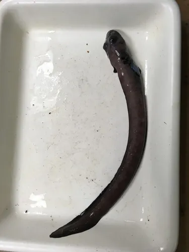 Black Eelpout