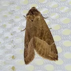 Frothy Moth thumbnail 2