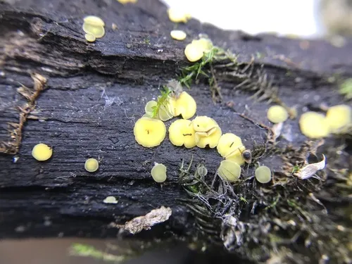 Mollisia ventosa