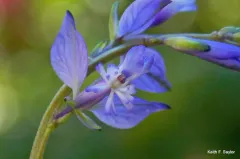 Common Milkwort thumbnail 3