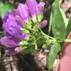 Cascade Beardtongue thumbnail 2