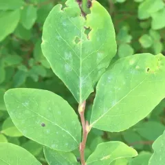 Erysiphe vaccinii thumbnail 2