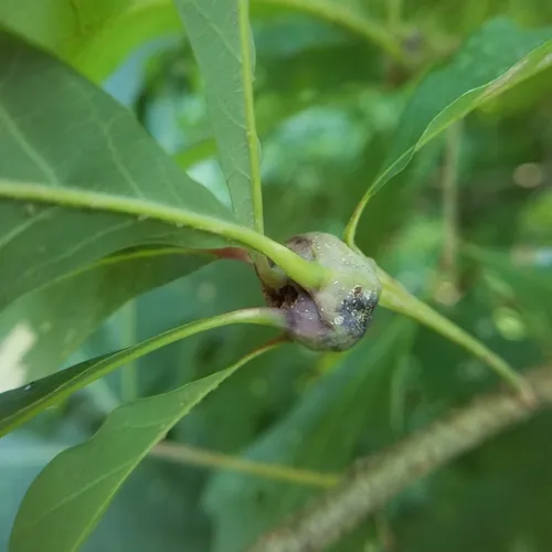 white oak club gall wasp