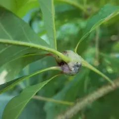 white oak club gall wasp thumbnail 1