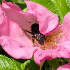 Two-spotted Longhorn Bee thumbnail 3