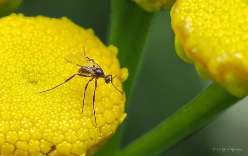Ozirhincus millefolii