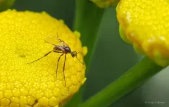 Ozirhincus millefolii thumbnail 1