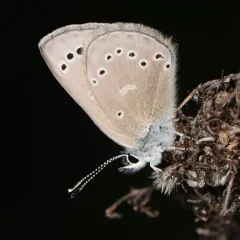 Silvery Blue thumbnail 3