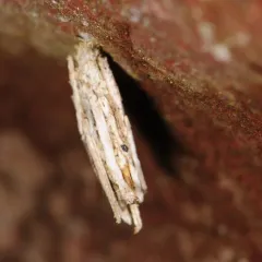 Common Bagworm Moth thumbnail 2