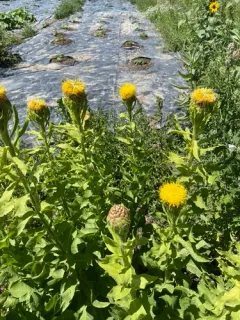 Giant Knapweed thumbnail 2