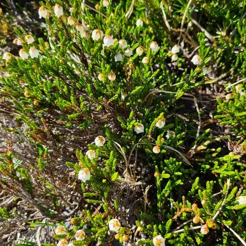 western moss-heather