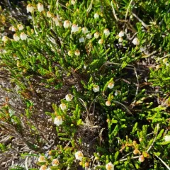 western moss-heather thumbnail 1