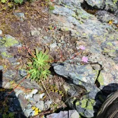 Columbian lewisia thumbnail 2