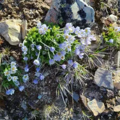 Drummond's Anemone thumbnail 3