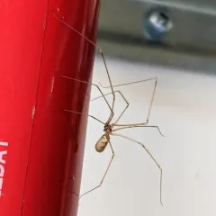 Manuel's Cellar Spider thumbnail 2