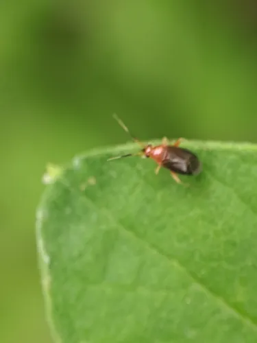 Azalea Plant Bug