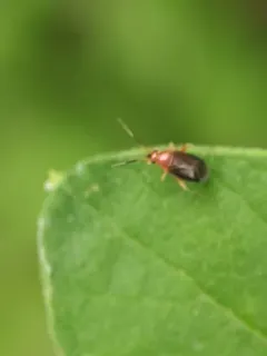 Azalea Plant Bug thumbnail 1
