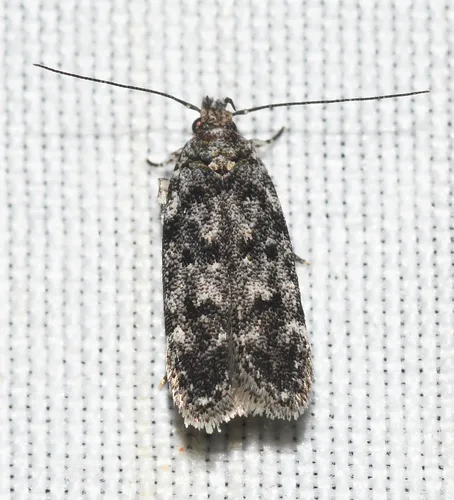 Two-spotted Chionodes Moth