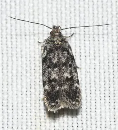 Two-spotted Chionodes Moth thumbnail 1
