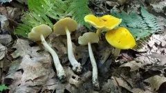 Peck's Yellow Dust Amanita thumbnail 2