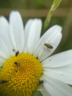 Trefoil Plant Bug thumbnail 3