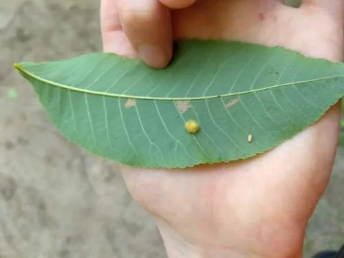 Caryomyia holotricha