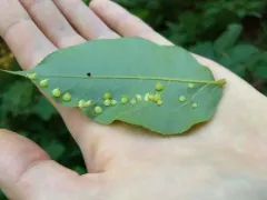 Hickory Smooth Gumdrop Gall Midge thumbnail 1