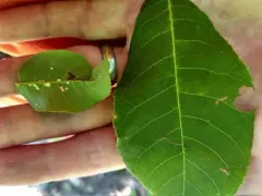 Hickory Peach-haired Gall Midge thumbnail 2