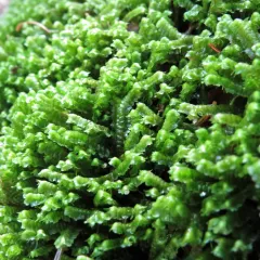 greater whipwort thumbnail 2