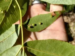 Caryomyia leviglobus thumbnail 3