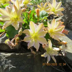 Tweedy's lewisia thumbnail 3
